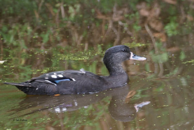 African Black Duck, Ngorongoro crater rim