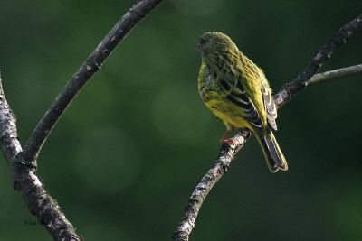 Southern (East African) Citril, Arusha NP
