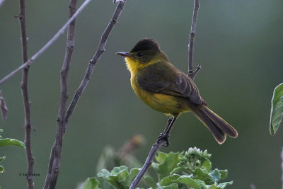 African (Dark-capped) Yellow Warbler, Meru View Hotel