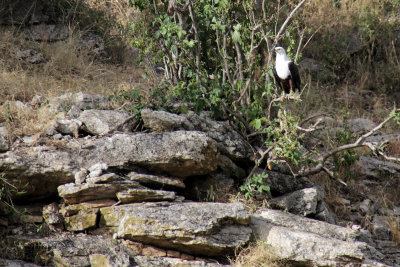 African Fish Eagle, Tarangire NP