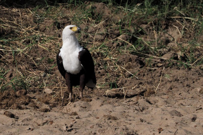 African Fish Eagle, Tarangire NP