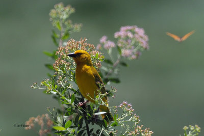 African Golden Weaver and butterfly, Lake Manyara NP