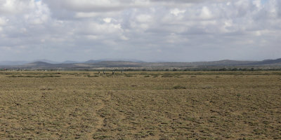 Birdquest party searching for Beesley's Lark