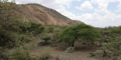 Acacia scrub area