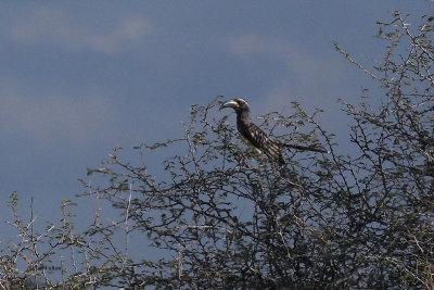 African Grey Hornbill, Tarangire NP