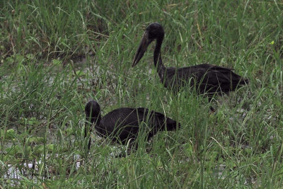 African Openbill, Tarangire NP