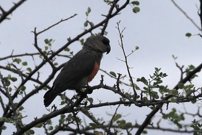 African Orange-bellied Parrot, Tarangire NP