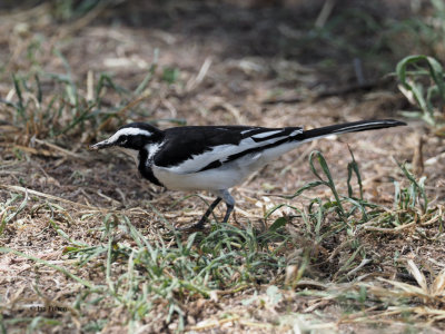 African Pied Wagtail, Lake Manyara NP