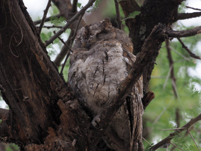 African Scops Owl, Tarangire Safari Lodge