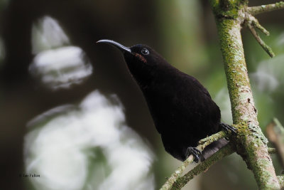 Amethyst Sunbird, Lake Duluti-Arusha