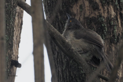 Arrow-marked Babbler, Kimemo Coffee Plantation-Arusha