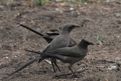 Ashy Starling, Tarangire NP