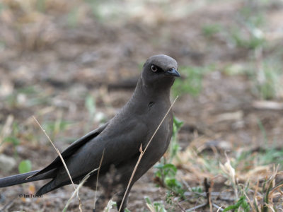 Ashy Starling, Tarangire NP