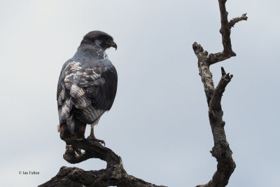 Augur Buzzard, Arusha NP