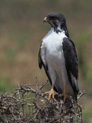 Augur Buzzard, Arusha NP