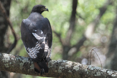 Augur Buzzard, Lake Manyara NP