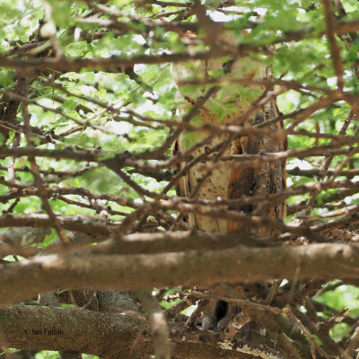 Barn Owl, Ndutu-Serengeti