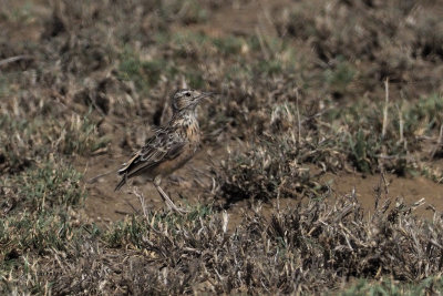 Beesley's Lark, Lark Plains near Mount Meru