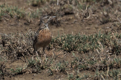 Beesley's Lark, Lark Plains near Mount Meru