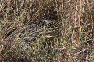 Black-bellied Bustard, Tarangire NP