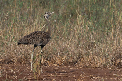 Black-bellied Bustard, Tarangire NP