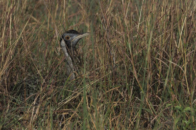 Black-bellied Bustard, Tarangire NP