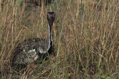 Black-bellied Bustard, Tarangire NP