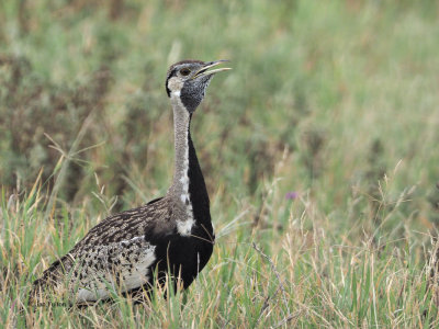 Black-bellied Bustard, Ngorongoro Crater