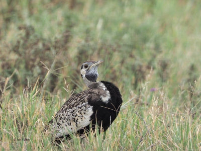 Black-bellied Bustard, Ngorongoro Crater