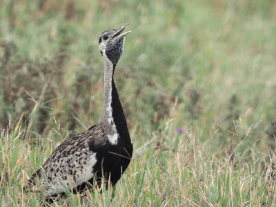 Black-bellied Bustard, Ngorongoro Crater