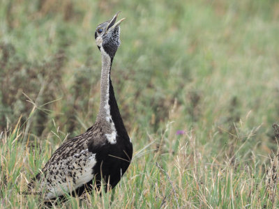 Black-bellied Bustard, Ngorongoro Crater