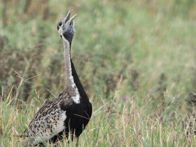 Black-bellied Bustard, Ngorongoro Crater