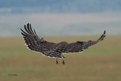 Black-chested Snake-Eagle, Ngorongoro Crater