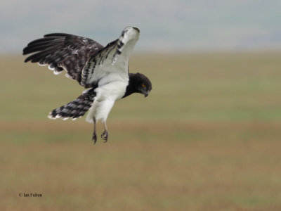 Black-chested Snake-Eagle, Ngorongoro Crater