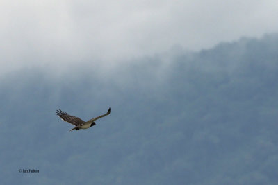 Black-chested Snake-Eagle, Ngorongoro Crater