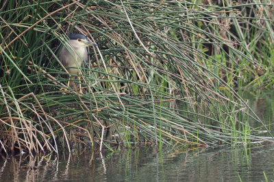 Black-crowned Night Heron, Ngorongoro Crater