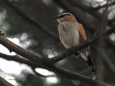 Black-crowned Tchagra, Kimemo Coffee Plantation-Arusha