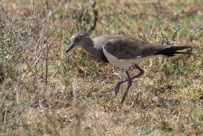Black-winged Lapwing, Ndutu-Serengeti