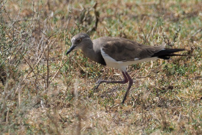Black-winged Lapwing, Ndutu-Serengeti