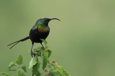 Bronze Sunbird, Ngorongoro crater rim