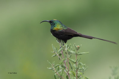 Bronze Sunbird, Ngorongoro crater rim