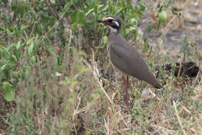 Bronze-winged Courser, Tarangire NP