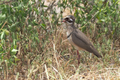 Bronze-winged Courser, Tarangire NP