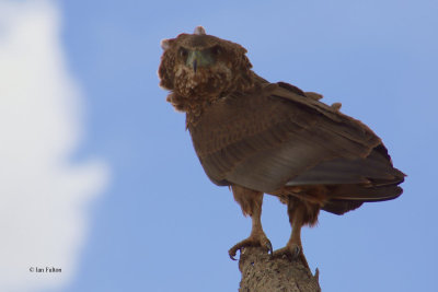 Bateleur (juvenile), Tarangire NP