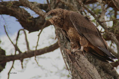 Bateleur (juvenile), Tarangire NP