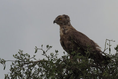 Brown Snake-Eagle, Tarangire NP