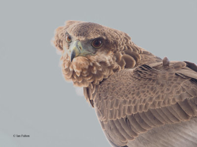 Bateleur (juvenile), Tarangire NP