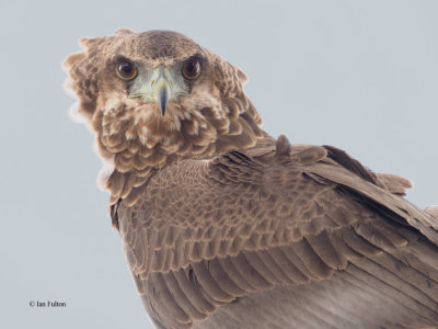 Bateleur (juvenile), Tarangire NP