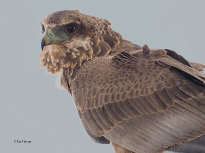 Bateleur (juvenile), Tarangire NP
