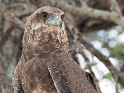 Bateleur (juvenile), Tarangire NP